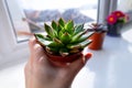 Succulent echeveria, home plant in pot on window in sunny day Royalty Free Stock Photo