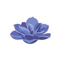 Succulent Echeveria Perle von Nurnberg, house plant. Draw room flower colorful in cartoon style. Logo and icon for print and