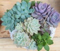 Succulent Echeveria Perle von NÃÂ¼rnberg. Many beautiful succulent plants as background, top view