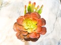 Succulent Echeveria Perle von NÃÂ¼rnberg. Royalty Free Stock Photo