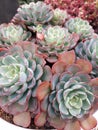 Succulent Echeveria plant Royalty Free Stock Photo