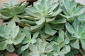 Succulent Echeveria plant, kalanchoe blossfeldiana.