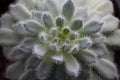 Succulent Echeveria Setosa Rundelli Royalty Free Stock Photo