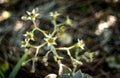 Succulent echeveria plants blooming, white cactus flower in the garden