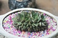 Succulent Echeveria Purpusorum Royalty Free Stock Photo