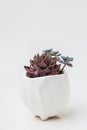 Succulent Echeveria Shallot flower in white ceramic pot on white background