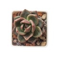 Succulent Echeveria Shallot plant on white background