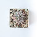 Succulent Echeveria Tolimanensis with pointed leaves