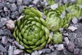 Succulent eheveria on a natural background outdoors. Succulent Plant Blooming. echeveria succulent living stones. Gardening plant