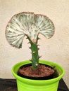 Succulent Euphorbia lactea in a flower pot in the room Royalty Free Stock Photo