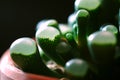 Succulent - Fenestraria aurantiaca