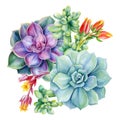 Succulent flower bouquet, Tropical plant watercolor botanical painting. illustrations isolated background. Floral design