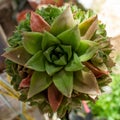 Succulent flower with different shades from pink to green Royalty Free Stock Photo