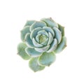 Succulent flower Echeveria Snow Shower houseplant isolated on white background, top view