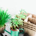 Succulent and flower organic pots at home. Gardening concept Royalty Free Stock Photo