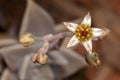 Succulent flower ornamental plant high details