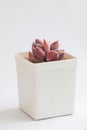 Succulent flower. Pachyveria Draco plant in pot. Succulent propagation concept Royalty Free Stock Photo
