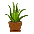 Succulent flower pot icon cartoon vector. Arid desert exotic Royalty Free Stock Photo