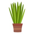 Succulent flower pot icon cartoon vector. Care indoor plant Royalty Free Stock Photo