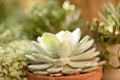 Succulent in flower pot outdoors at sunset. Echeveria laui succulent. Royalty Free Stock Photo