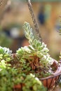 Succulent in flower pot outdoors at sunset. Royalty Free Stock Photo