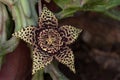 Succulent flower Stapelia Variegata brown and yellow.