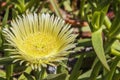 Succulent flowering plant of the Hottentot Fig. Royalty Free Stock Photo