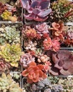 Succulent flowers background, top view Royalty Free Stock Photo