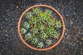 Succulent flowers, mini cactus plants in pot -