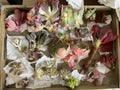 Succulent flowers, order flower in asian parcel