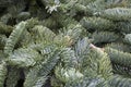 Succulent fluffy spruce paws of Christmas tree closeup Royalty Free Stock Photo