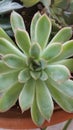 Succulent 1