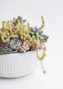 Succulent garden. Beautiful rare houseplant in white ceramic pot. Flower bouquet arrangement on white background Royalty Free Stock Photo