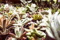 Succulent garden