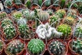 Succulent garden in a a metallic small buckets