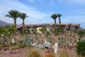 Succulent garden on site in Egypt