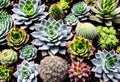 A succulent garden with a variety of shapes and colors.