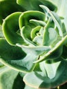 Aeonium gomerense. Succulent Real plant under sunshine. Royalty Free Stock Photo