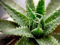 Succulent of the genus Aloe green in a pot close-up