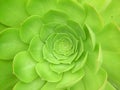 Succulent Green