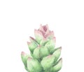 Succulent, Green bouquet, Cactus. Watercolor illustration.