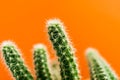 Succulent green cactus stems on bright orange background.
