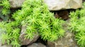 Succulent green creeping sedum plant in a garden