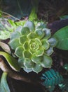 Succulent green outside the pot. Dark color.