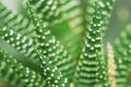 Succulent green plant close-up. Texture. Macro Royalty Free Stock Photo