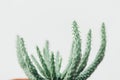 Succulent green plant, minimal lifestyle concept,