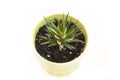 Succulent in the green pot on a white background. Isolated Haworthia. Bright green houseplant. Royalty Free Stock Photo