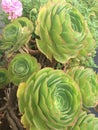 Succulent