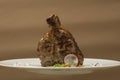 Succulent grilled large t-bone steak garnished with herbs, radish and salt, on a white plate, brown background Royalty Free Stock Photo