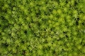 Succulent ground cover plant, abstract greenery textures backgro
